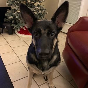 Meet your Posher, Austin